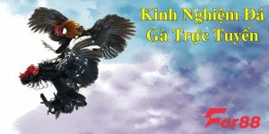 Kinh nghiệm đá gà trực tuyến